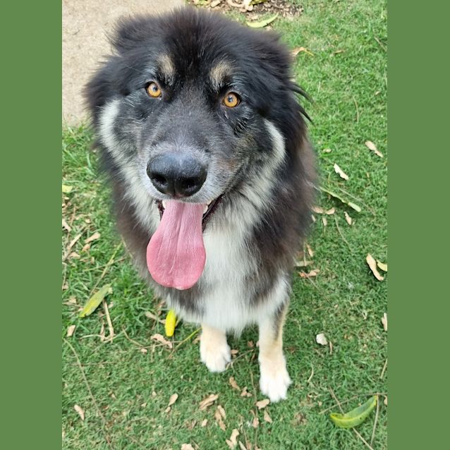 Photo of Sarge