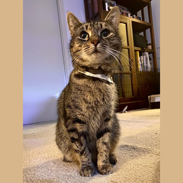 Photo of Tabitha Twitchet