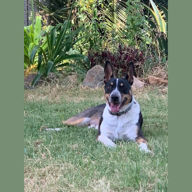 Photo of Pedro