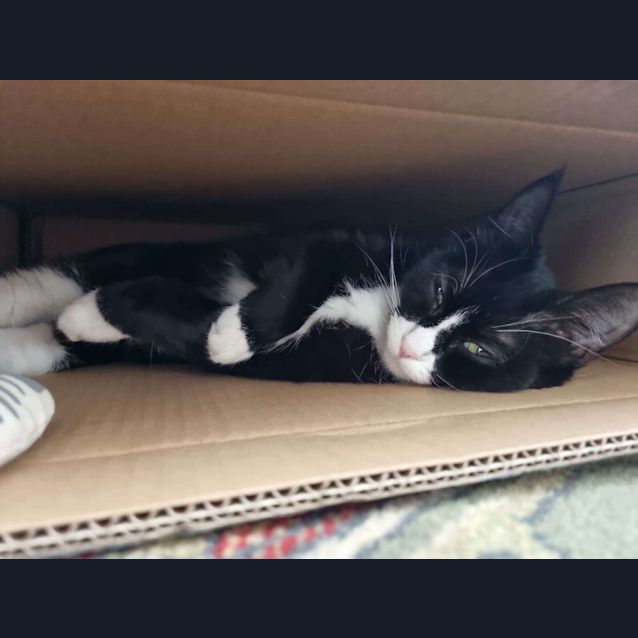 Photo of Clover