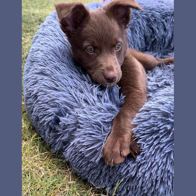 Photo of Duchess