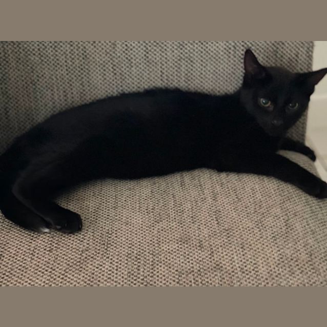 Photo of Mickey Meet Me At Petstock Chelsea Store