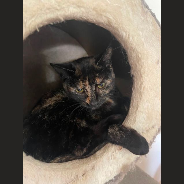 Photo of Clover Meet Me At Petstock Chelsea Store