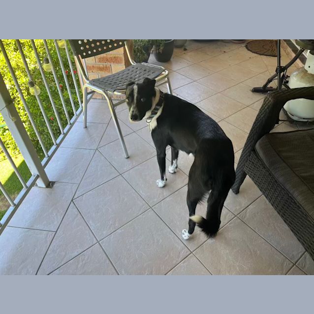 Photo of Bella