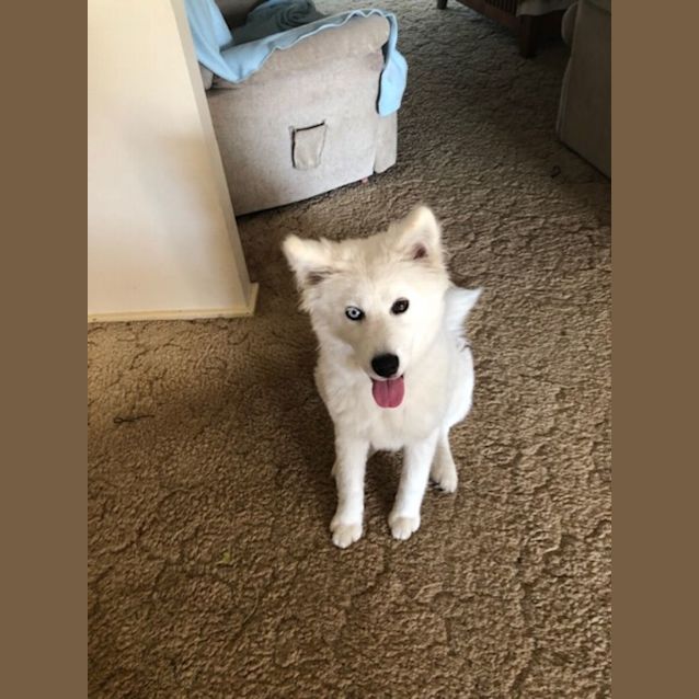 Photo of Shiya   6 Month Old Samoyed X (On Hold 18/12/22)