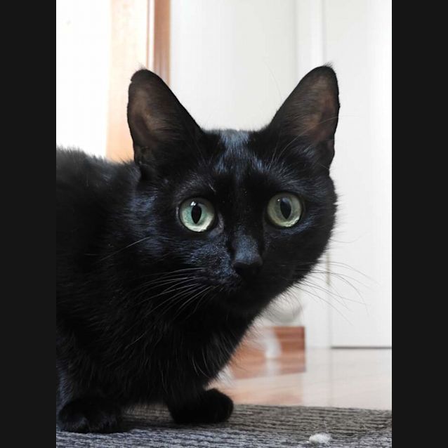 Photo of Sienna