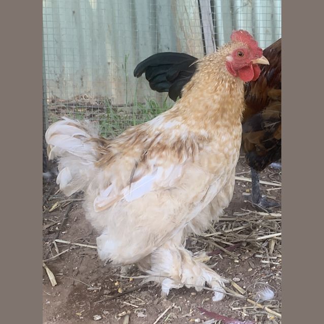 Photo of Motley Crow