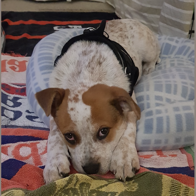 Photo of Bonnie