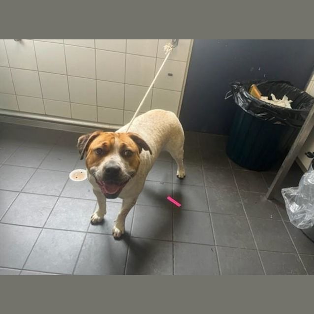 Photo of Tammy (Imp No. 1894)