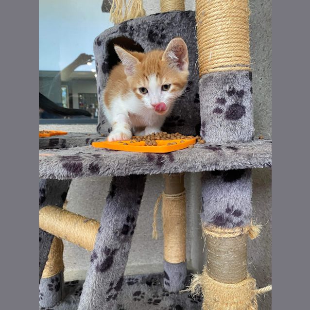 Photo of Oat