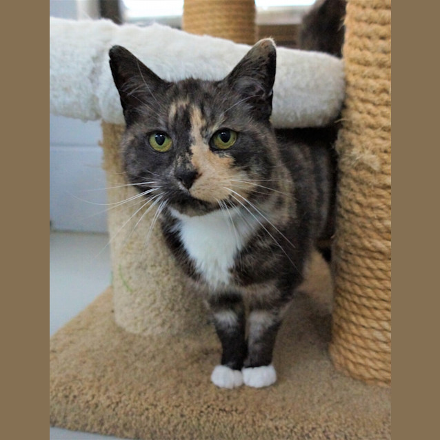 Photo of Java