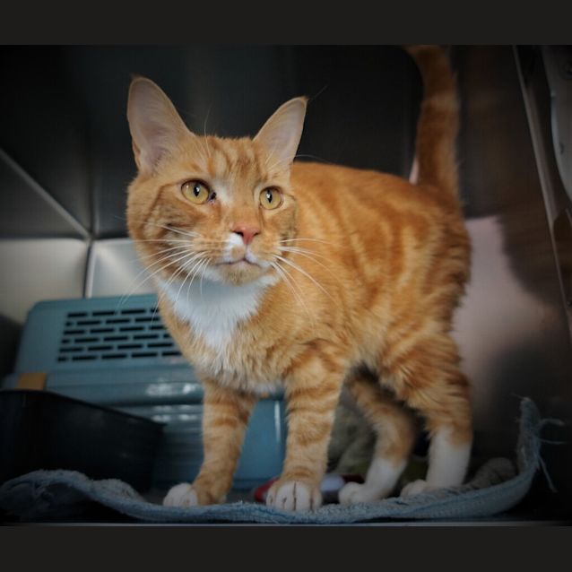 Photo of Teddy