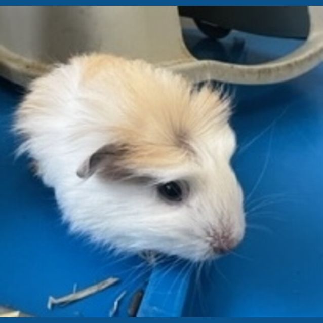 Photo of Freyja