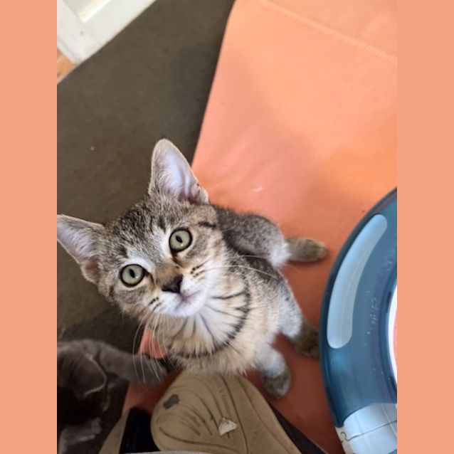 Photo of Piper   Located In Preston