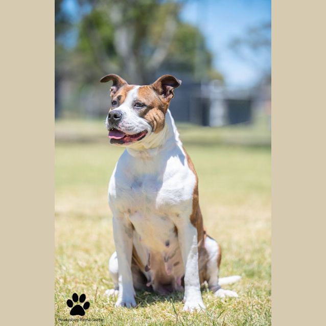 Adelaide - Large Female Staffy Mix Dog in NSW - PetRescue Adelaide - Large Female Staffy Mix Dog in NSW - PetRescue