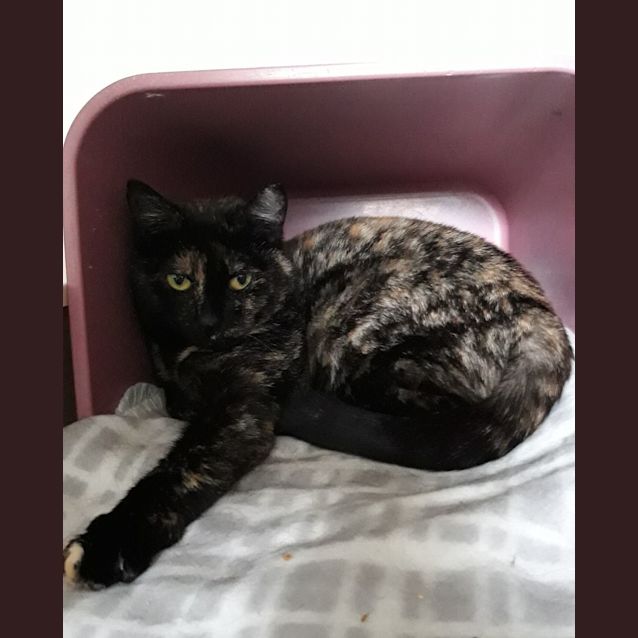 Photo of Treacle