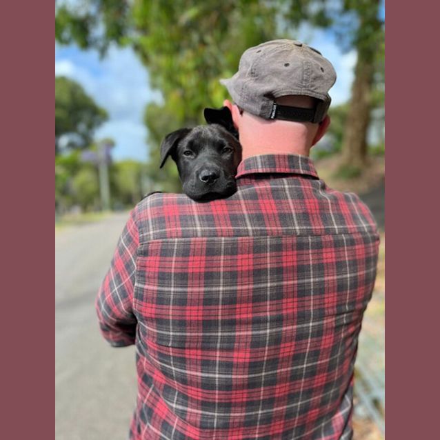 Photo of Teddy   12 Week Old Lab X(on Trial 17/12/22)