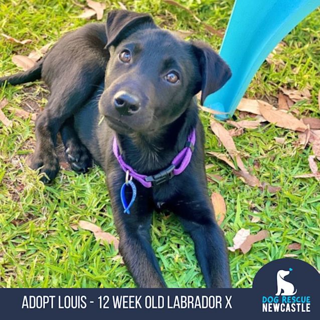 Photo of Louis   12 Week Old Labrador X   On Trial 31/12/22