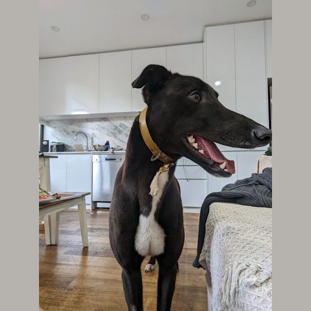 Photo of Oscar