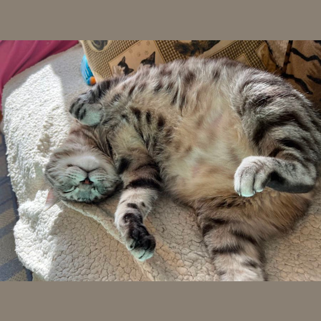 Photo of Magnus *9 Lives Project Rescue*