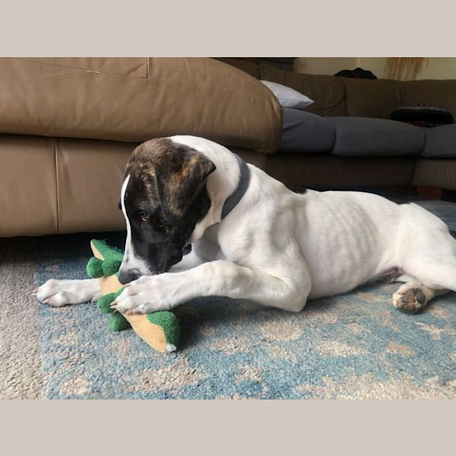 Photo of Oscar   4 Months, Dalmatian X Wolfhound (Rev Apps)