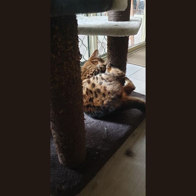 Photo of Simba *9 Lives Project Rescue*