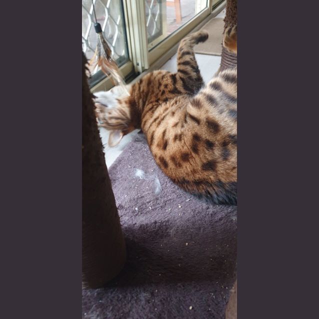 Photo of Simba *9 Lives Project Rescue*