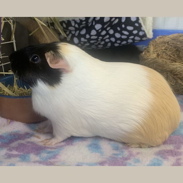 Photo of Peaches