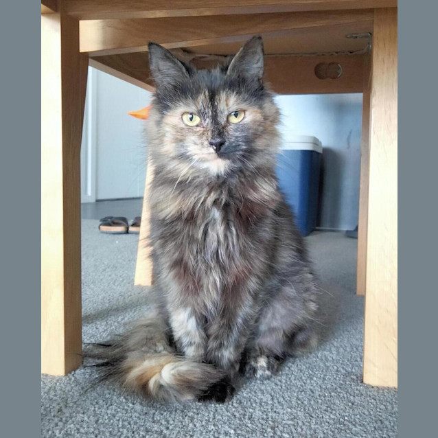 Photo of Hattie