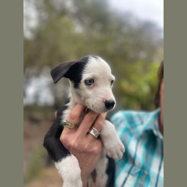 Photo of Chip (Disney Pup)