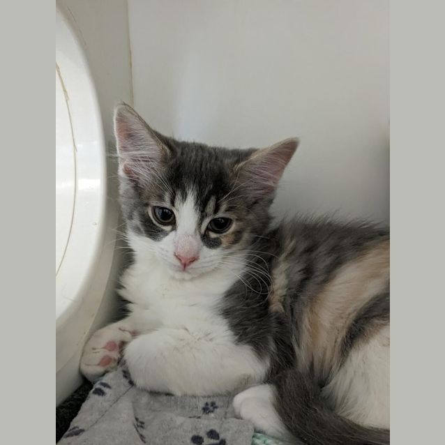 Photo of Nala
