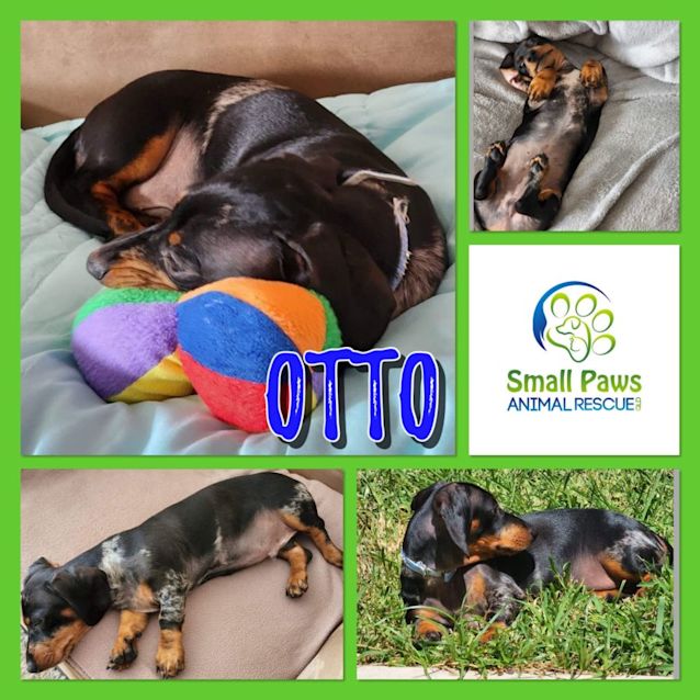 Photo of Otto