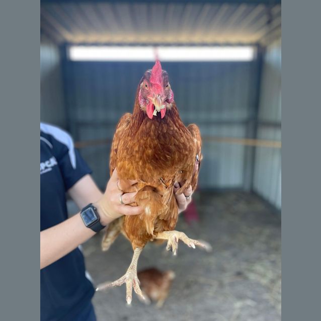 Photo of Chiquito