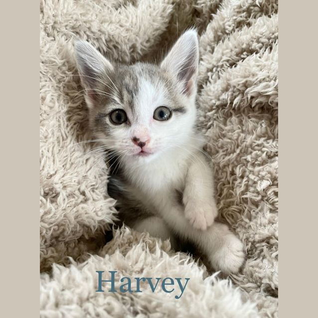Photo of Harvey