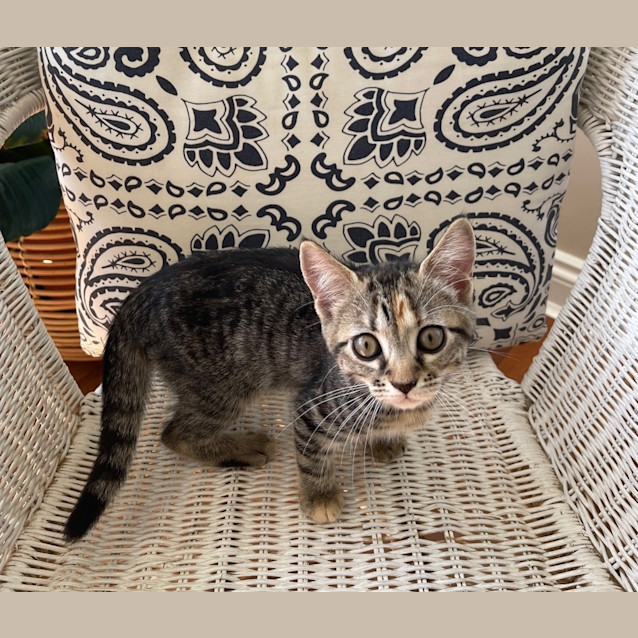 Photo of Freya