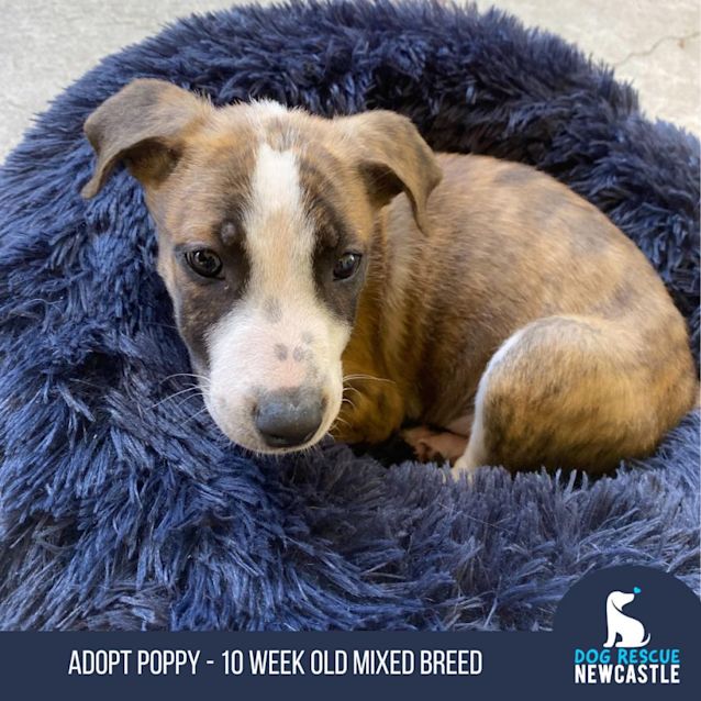 Photo of Poppy   10 Week Old Mixed Breed   On Trial 31/12