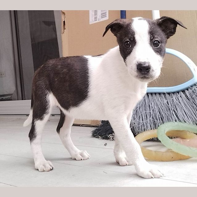 Photo of Pepper   10 Week Old Mixed Breed   On Trial 2/1/23