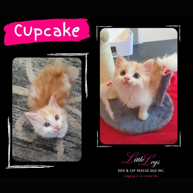 Photo of Cupcake