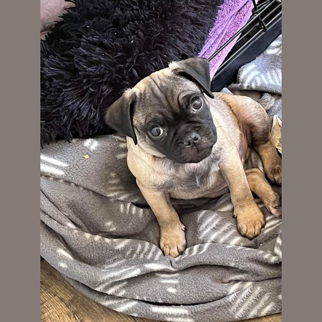 Photo of Po, Pepper & Fred   12 Wk Jack Russell X Pugs