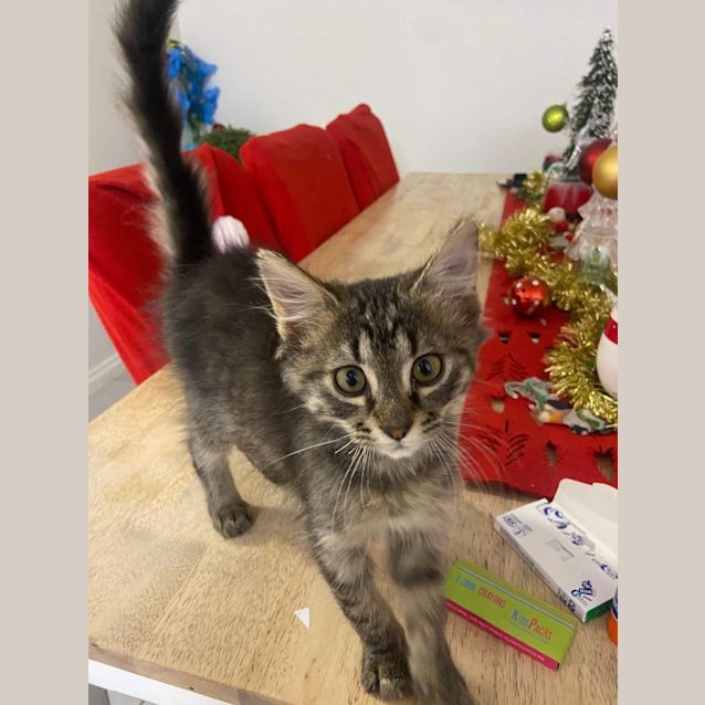 Photo of Maverick (Was Taz)