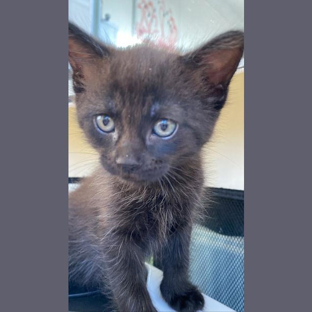 Photo of Pluto And Calypso Bobtail