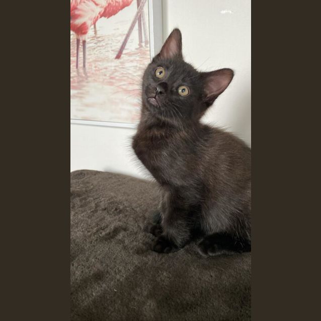 Photo of Pluto And Calypso Bobtail