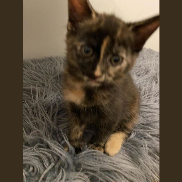 Photo of Pluto And Calypso Bobtail