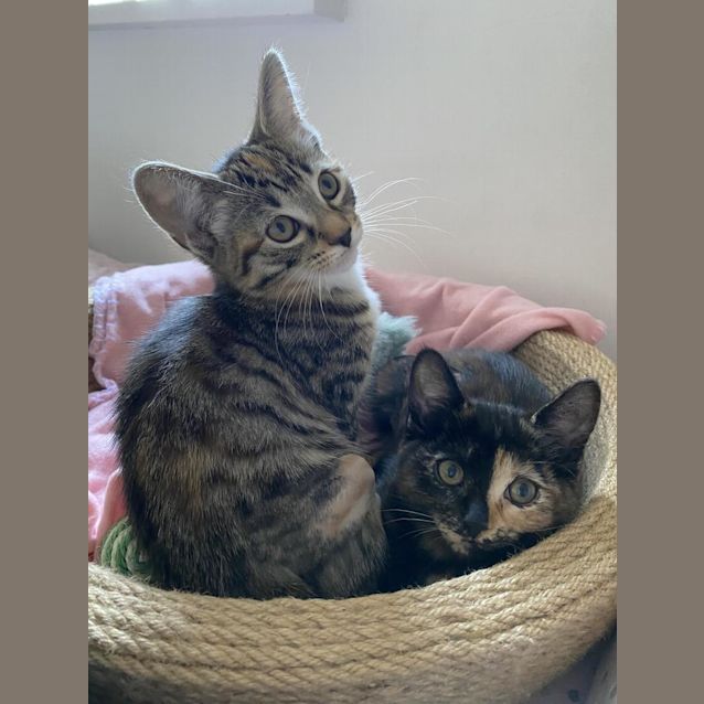 Photo of Artemis And Pandora Bobtail