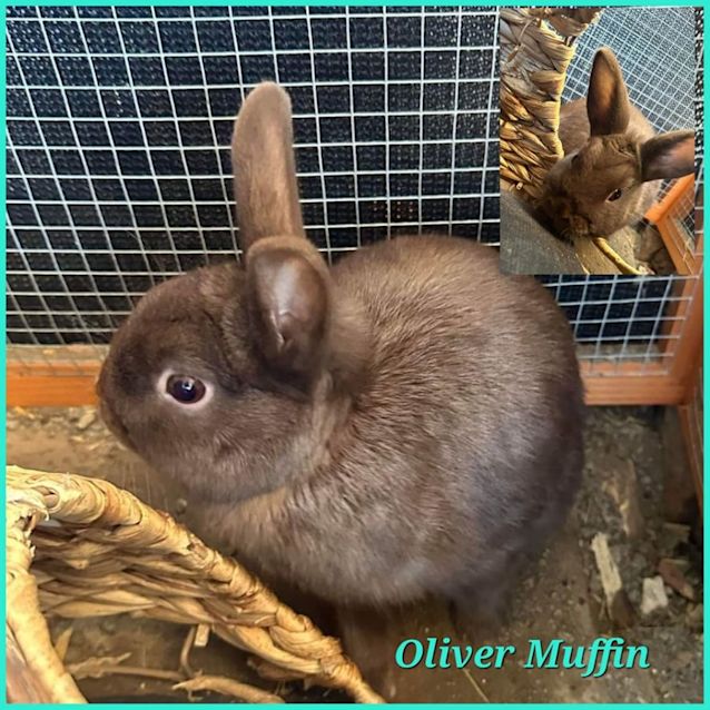 Photo of Oliver Muffin