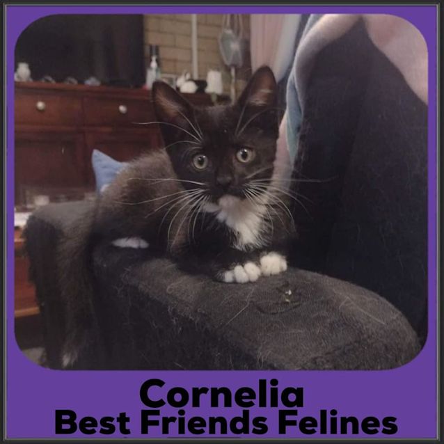 Photo of Cornelia 