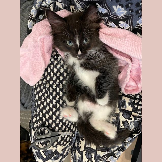 Photo of Stormy