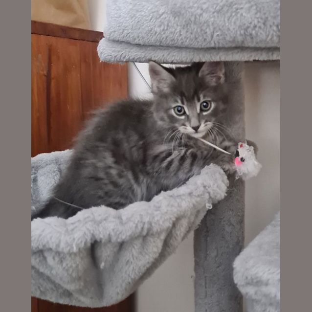 Photo of Shadow