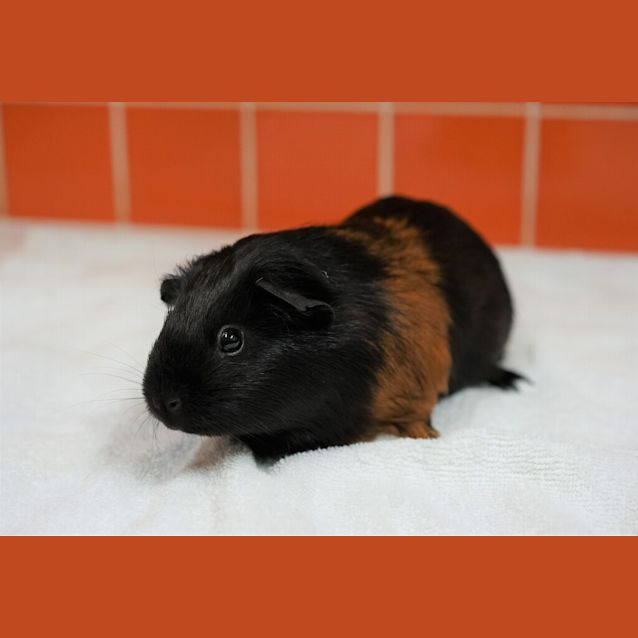 Photo of Beanie