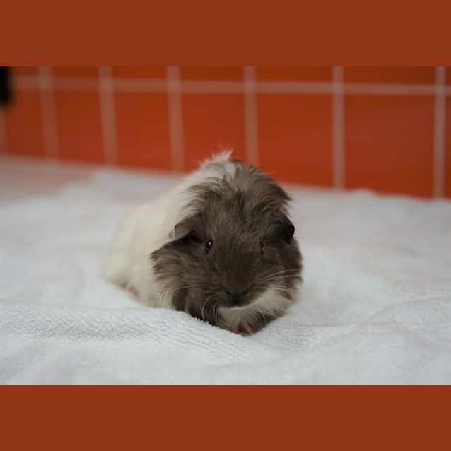 Photo of Raja